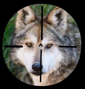 Resultado de imagen para lobo gris en peligro de extincion